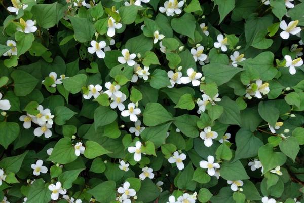 Houttuynia formira bujne zelene prostirke