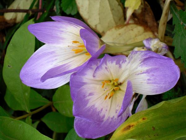 Kolhikum (colchicum)