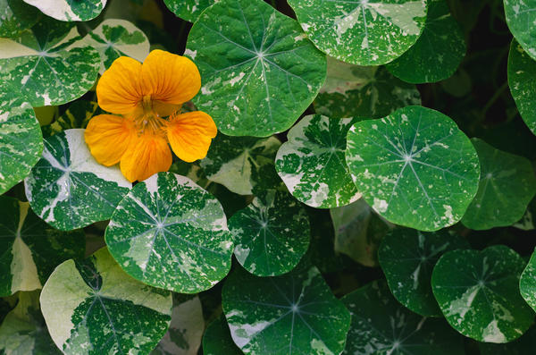 Raznobojni nasturtium