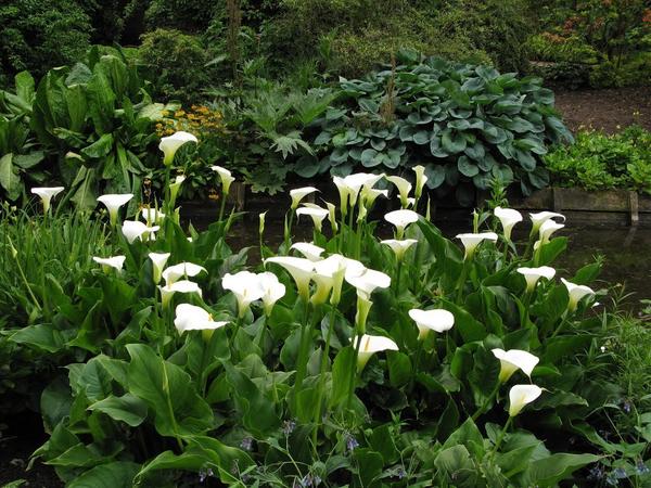 Calla posađena u blizini ribnjaka. Fotografija s fedsp.com