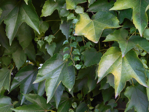 Trošiljasto djevojačko grožđe (Parthenocissus tricuspidata)