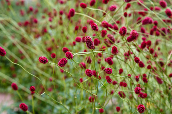 goruša (officinalis)