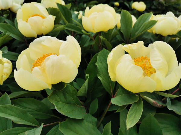 Mlokosewitschii božur (Paeonia mlokosewitschii)