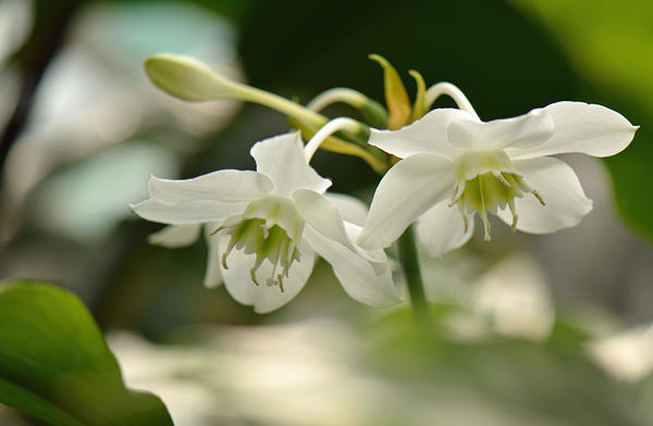 Eucharis grandiflora. Fotografija s plantvideoworld.ru