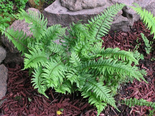 Polystichum triptoron - stanovnik dalekoistočnih šuma