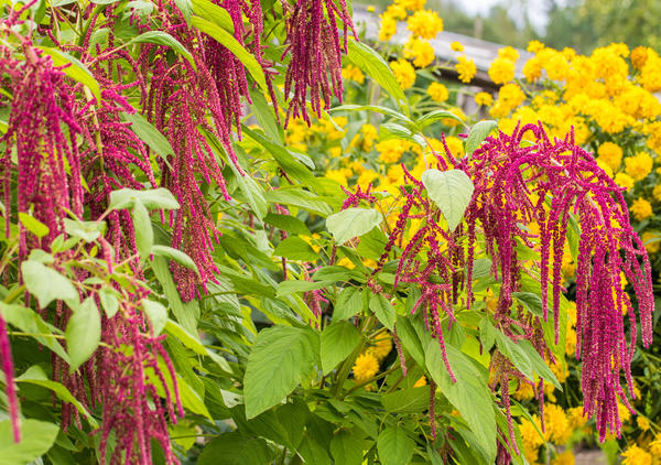 Amarant s rudbeckijom