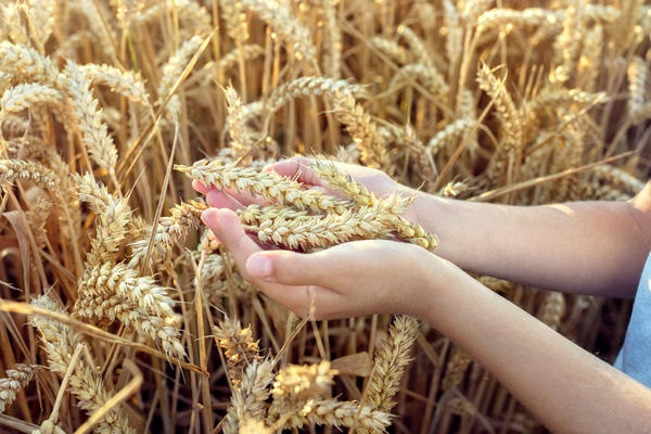 Pšenica je simbol Rusije