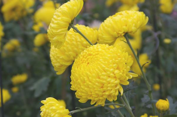 Chrysanthemum Astroid je ovogodišnji debitant