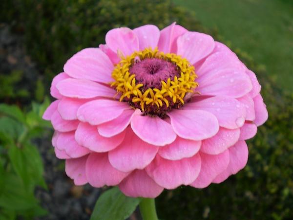 Zinnia preferira lagana neutralna tla