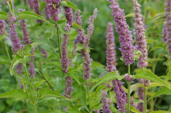 Komorač polygonum je šarmantna ljepotica s cvatovima u obliku klasa. Fotografija autora.