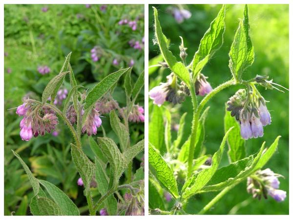 Gavez (S. officinale). Njegovi cvjetovi mijenjaju boju kako se razvijaju