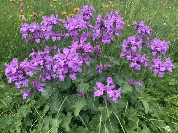 Početno slovo grandiflora