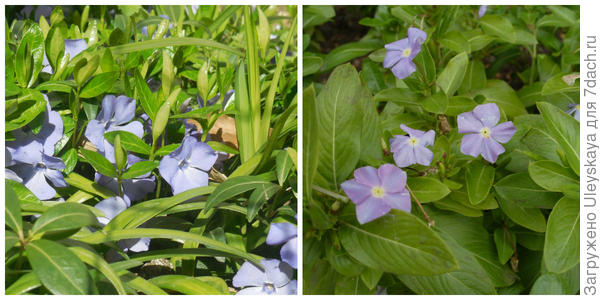 Periwinkle i catharanthus su kao 2 graška u mahuni, fotografija autora