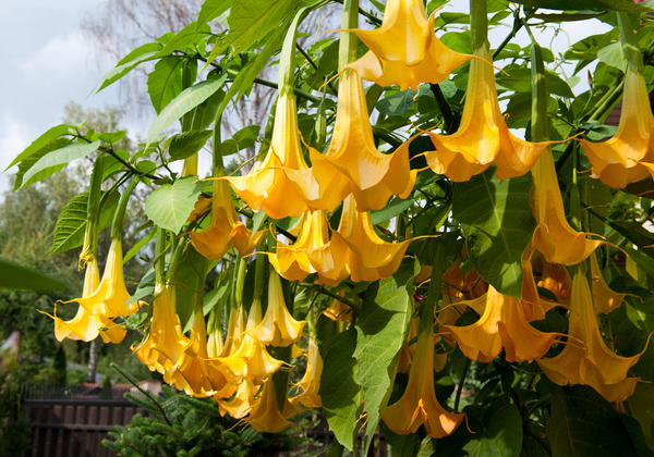 Brugmansia