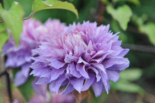 Clematis Diamantina