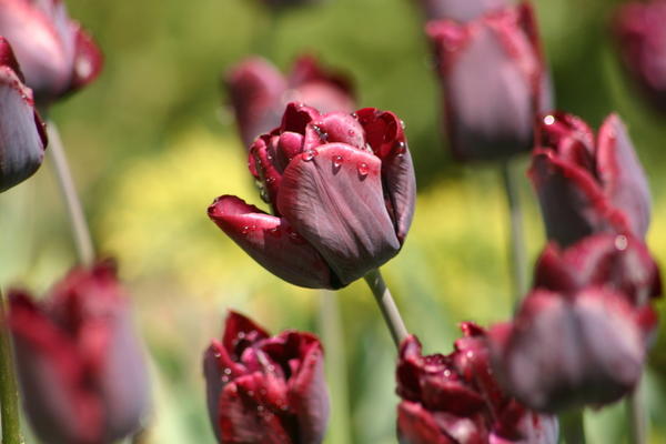 Tulip Recreado, foto A. Papkov