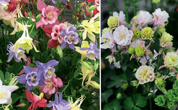 Aquilegia 'Butterfly', mješavina sorti (lijevo) i 'Winky Double Rose and White' (desno)