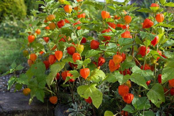 Physalis vulgaris u svijetlom jesenskom ruhu