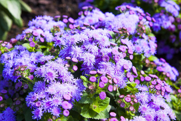 Svijetli cvjetajući ageratum