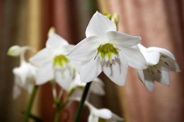 Eucharis je jedna od najpopularnijih ukrasnih biljaka