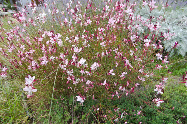 Lindheimerova Gaura u cvatu