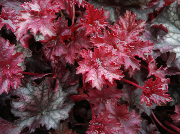 Heuchera &amp;amp;amp;amp;amp;amp;mdash; ukras za svaki vrt