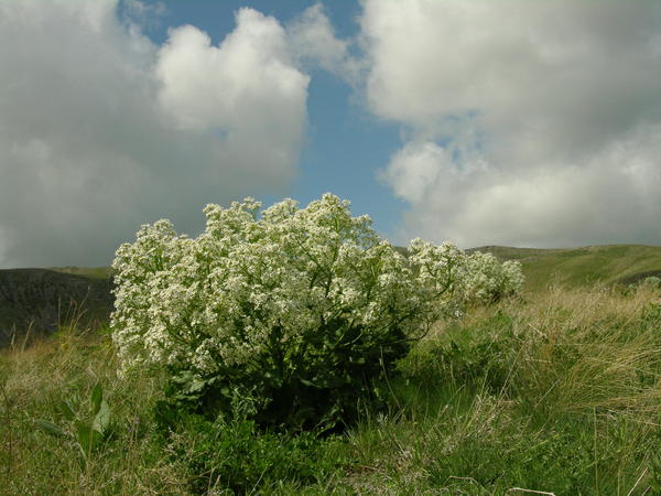 Stepski katran, ili tatarski (Crambe tatarica)