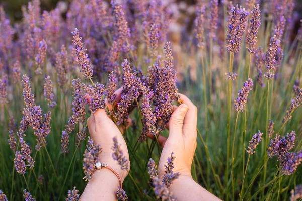 Lavanda