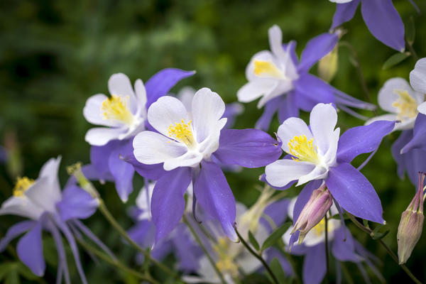 Akvilegija ili sliv (Aquilegia)