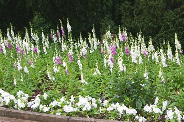 Foxglove purpurea je visoka dvogodišnja biljka. Fotografija autora