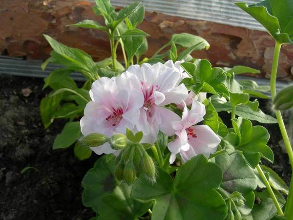 Pelargonium zonalis Bravo Pastel. Fotografija sa stranice dom-florista.ru