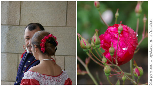 Sudionici povijesnog plesa na Ružičastom valceru i prastara ruža Rosa bengaliensis