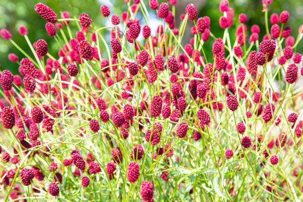 goruša (officinalis)