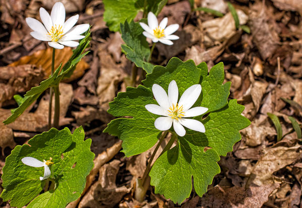 Sanguinaria ima vrlo lijepe rezbarene listove