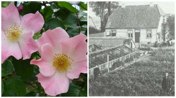 Sorta ruža Sparrieshoop, fotografija s rossroses.com.au. Farma Cordes 1900., fotografija s newflora.com