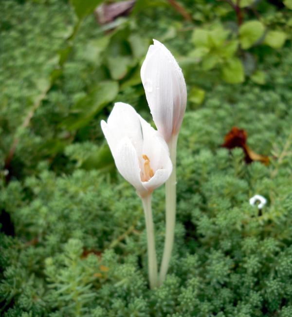 Colchicum cvjeta