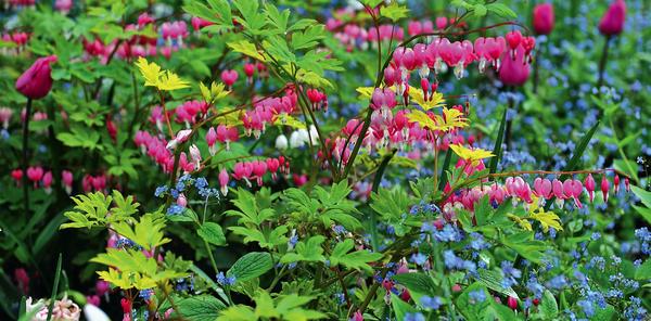 Dicentra