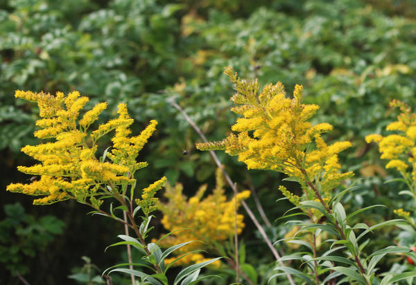 Divovska zlatna šipka (Solidago gigantea)