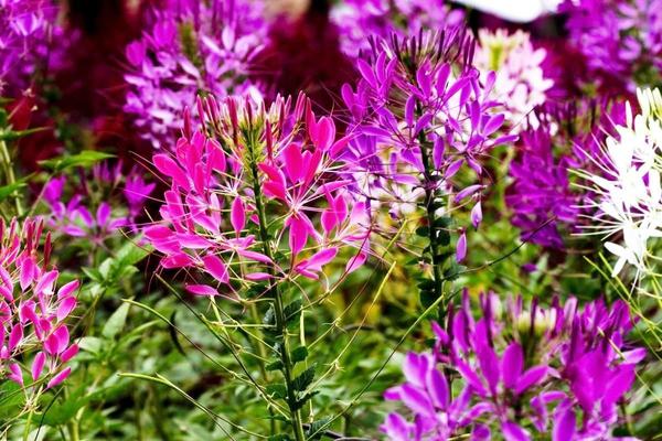 Cleome spiny