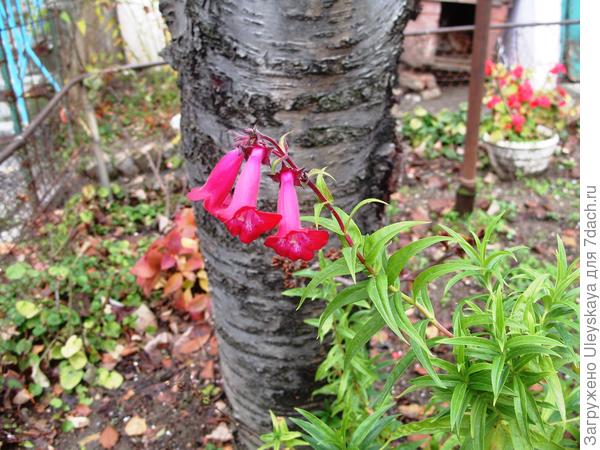 Penstemon početkom prosinca, foto autor