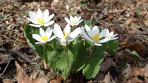 Sanguinaria canadensis