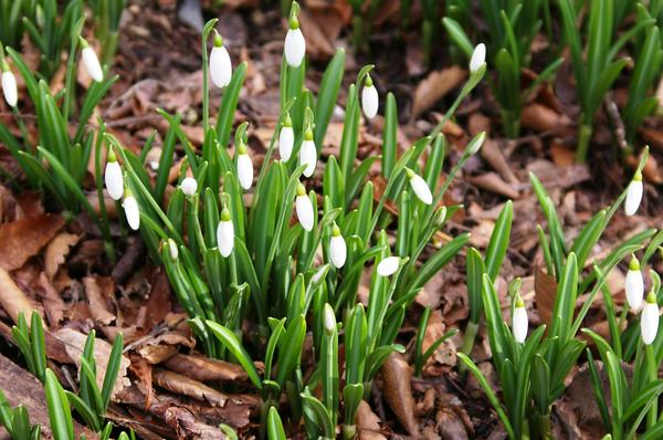 Galanthus foldata je prvorođenac proljeća. Fotografija autora