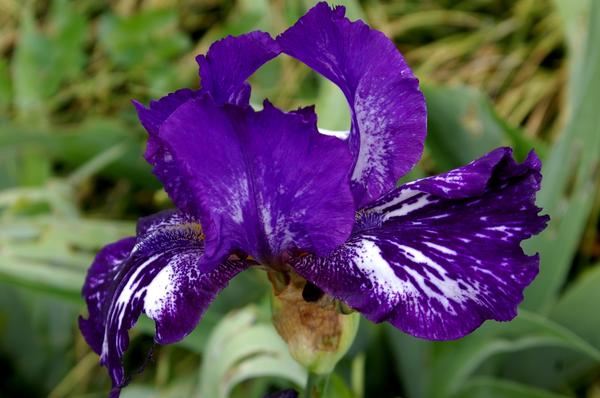 Raznolikost irisa Violet Tiger, fotografija autora