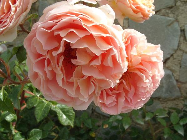 Romantična ruža Abraham Darby