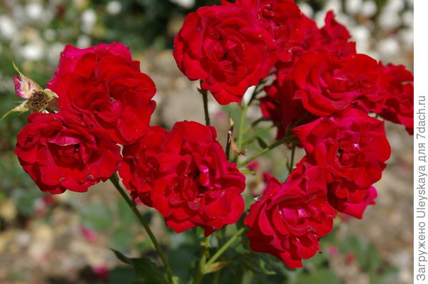 Luksuzna sorta ruže floribunda Nina Weibull, fotografija autora