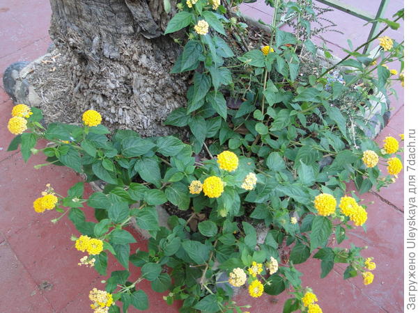 Lantana camara