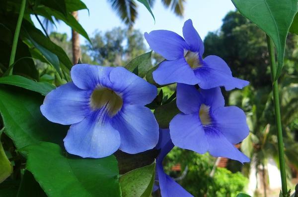 Thunbergia grandiflora