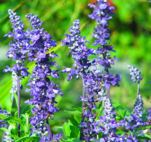 Salvia officinalis