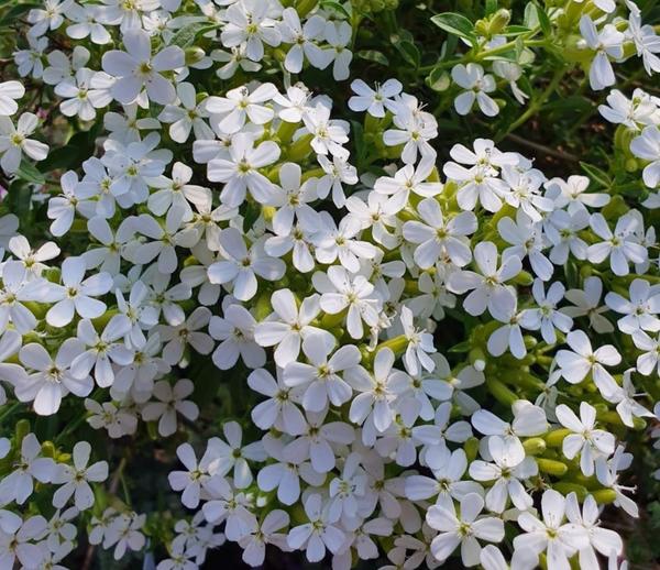 Sapunica alba. Fotografija s farmyardnurseries.co.uk