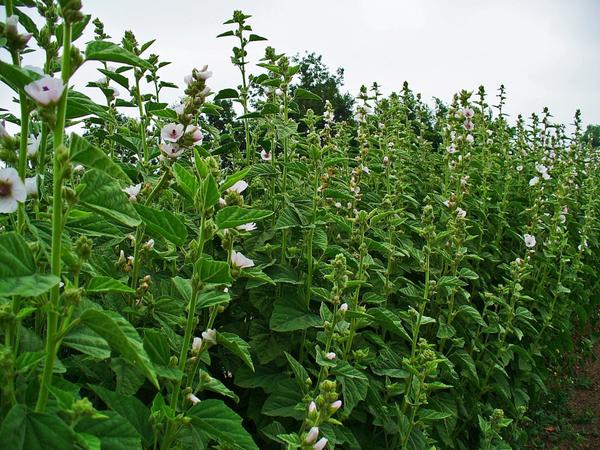 Althaea officinalis - srodnik sljeza